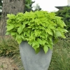 Ipomoea batatas 'Bright Ideas Lime' – sadzonka